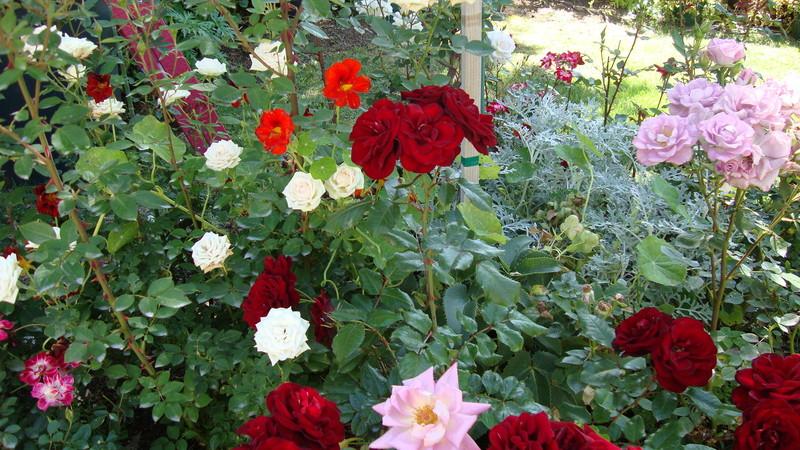Photo of Rose (Rosa 'Lavaglut') uploaded by stephgem