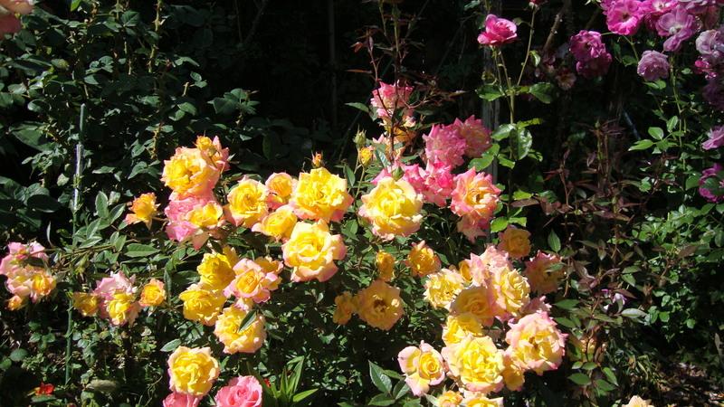 Photo of Rose (Rosa 'Bees Knees') uploaded by stephgem