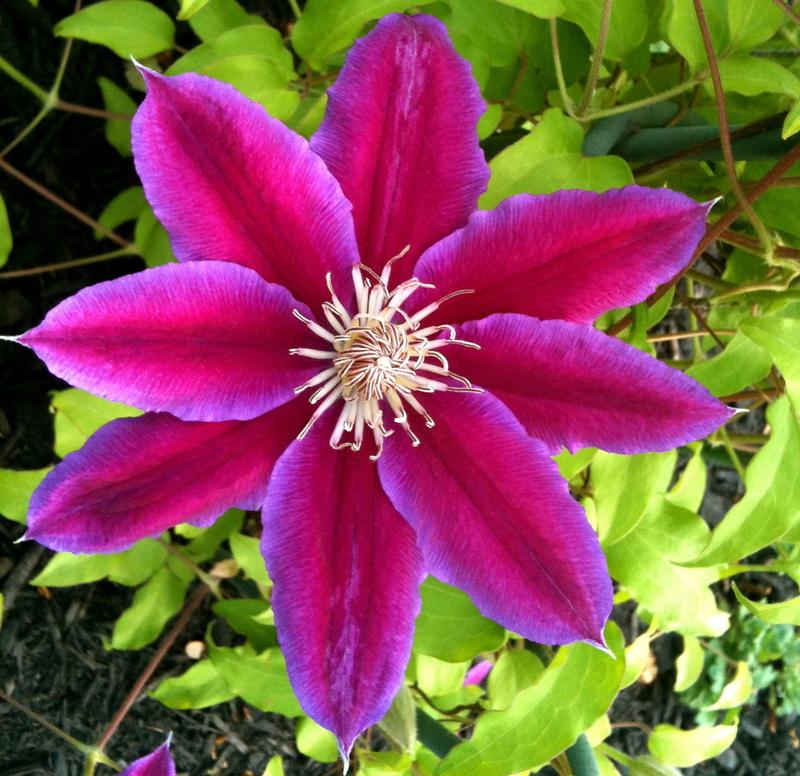 Photo of Clematis 'Dr. Ruppel' uploaded by Peonies