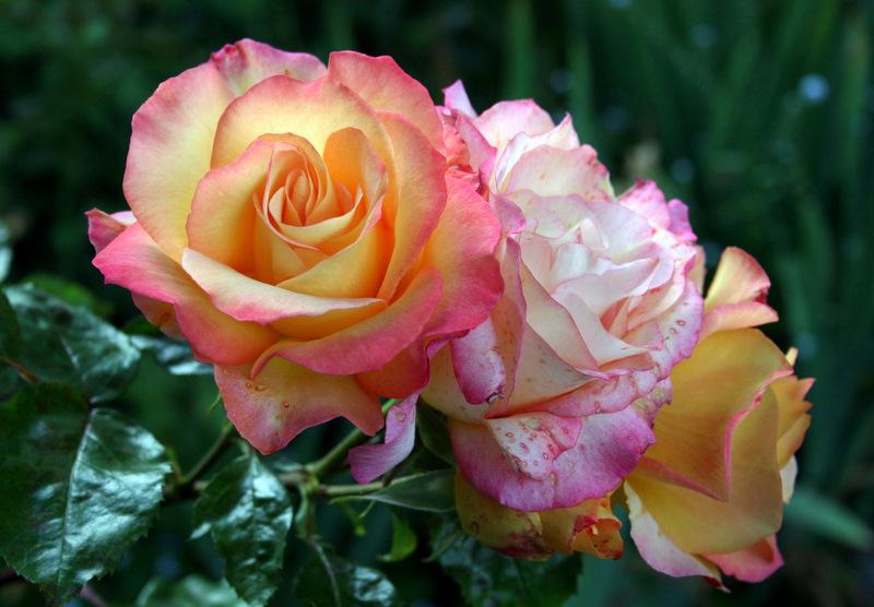 Photo of Rose (Rosa 'Rainbow Sorbet') uploaded by Calif_Sue