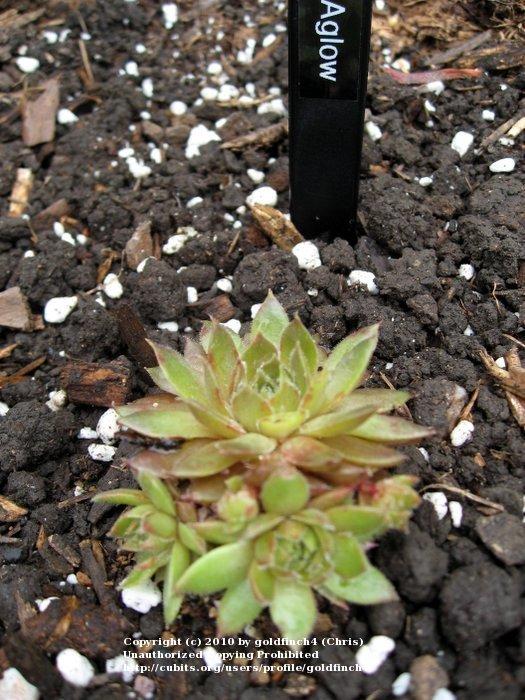 Photo of Hen and Chicks (Sempervivum 'Aglow') uploaded by goldfinch4
