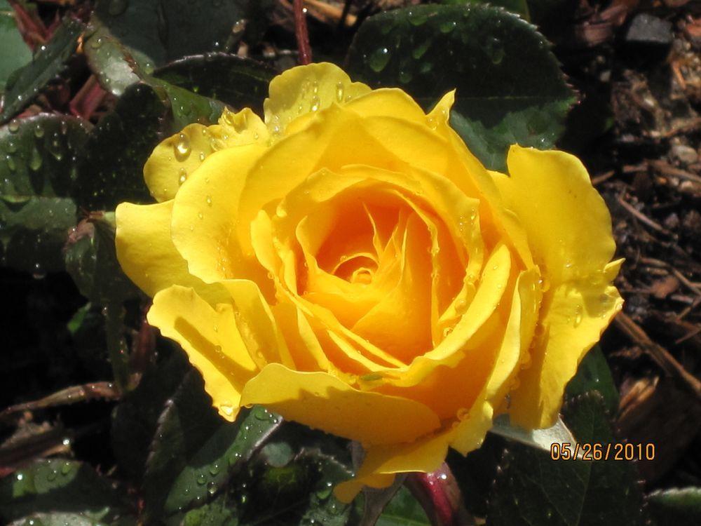 Photo of Rose (Rosa 'Golden Masterpiece') uploaded by Skiekitty