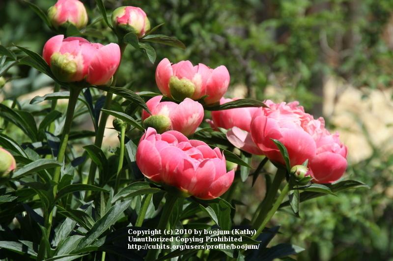 Photo of Garden Peony (Paeonia 'Coral Charm') uploaded by boojum