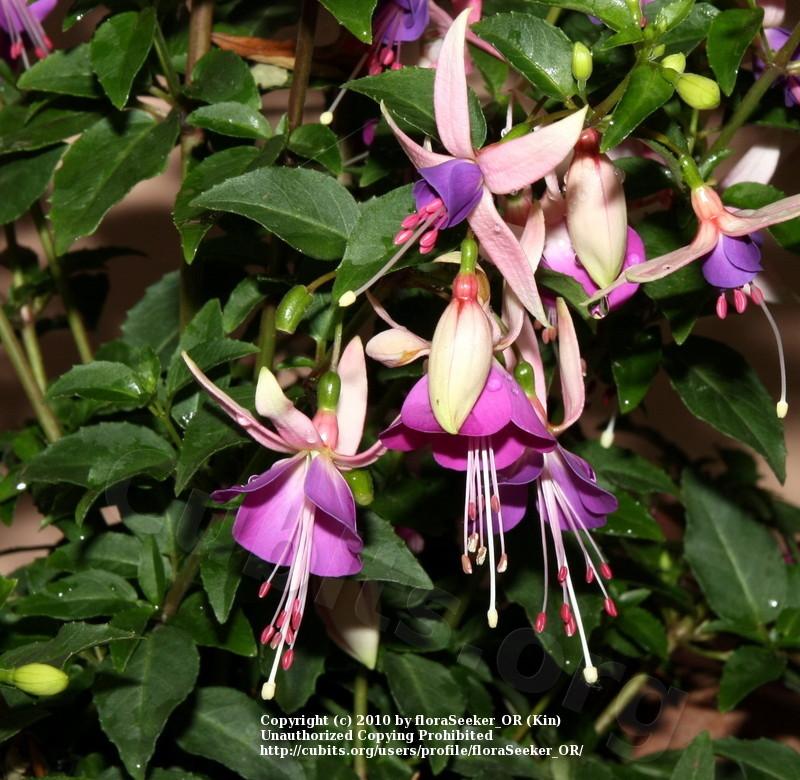 Photo of Fuchsia Shadow Dancer® Violette uploaded by floraSeeker_OR