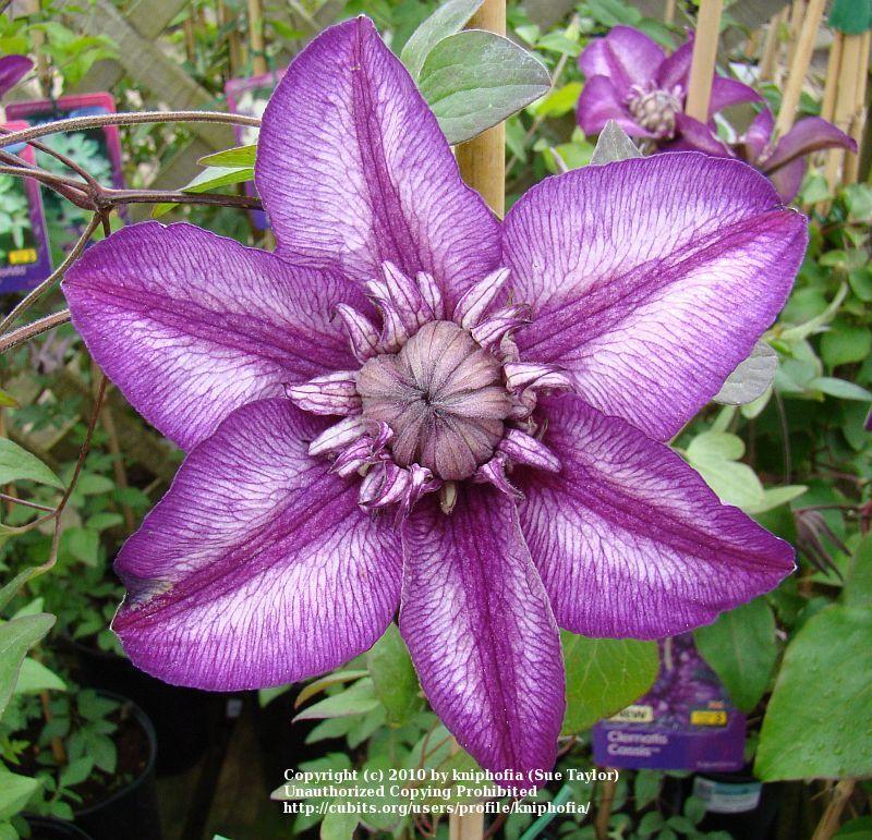Photo of Clematis Cassis™ uploaded by kniphofia