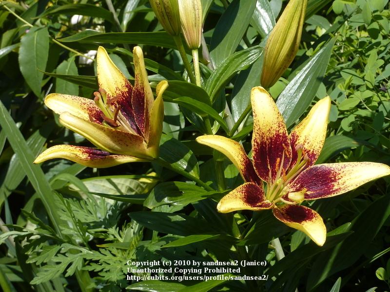 Photo of Asiatic Lily (Lilium 'Latvia') uploaded by sandnsea2