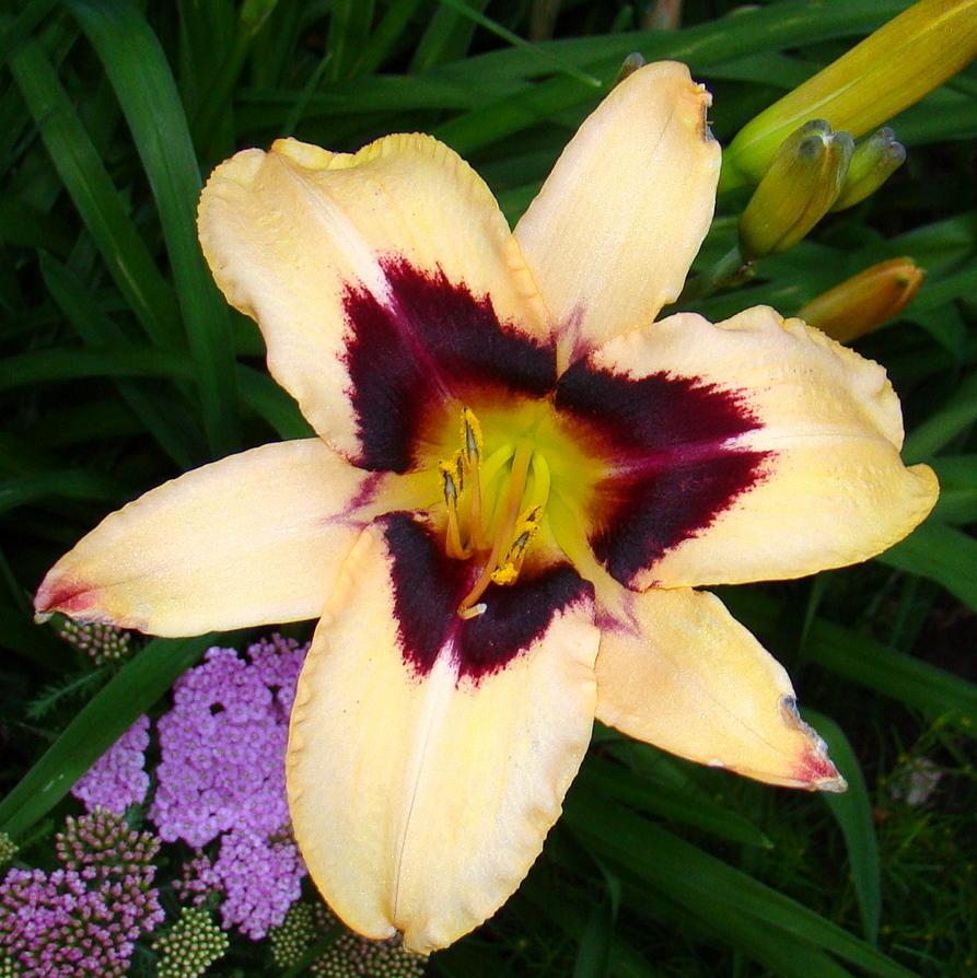 Photo of Daylily (Hemerocallis 'Egyptian Queen') uploaded by stilldew