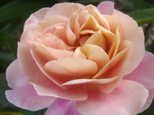 Photo of Rose (Rosa 'Distant Drums') uploaded by dana