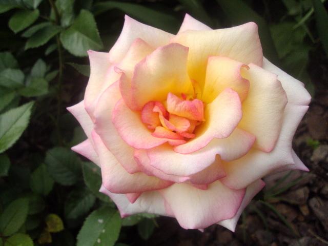 Photo of Floribunda Rose (Rosa 'Sheila's Perfume') uploaded by dana