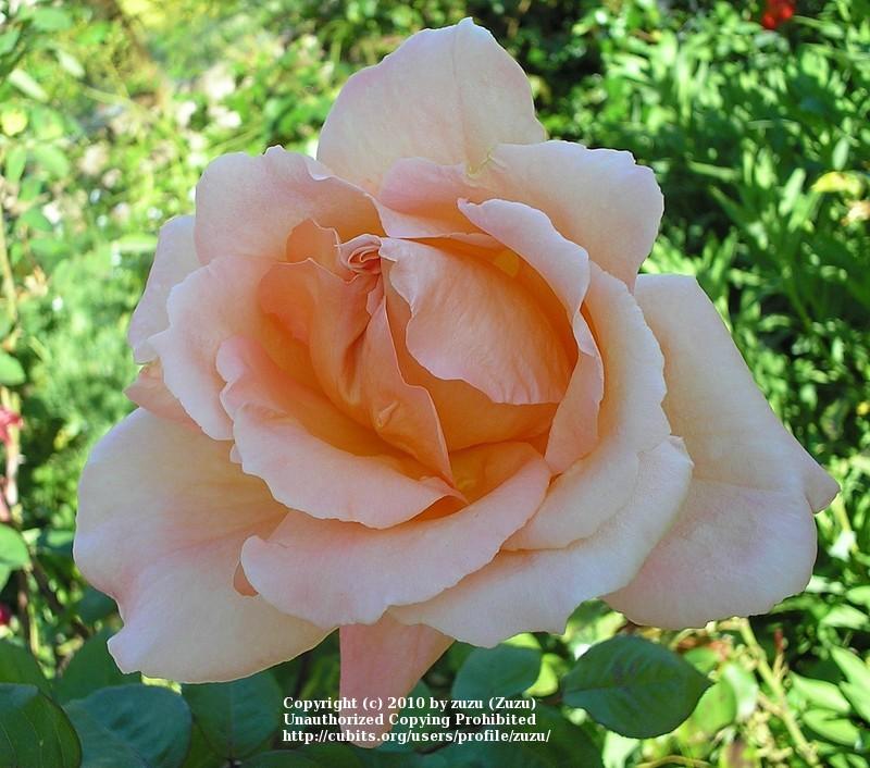 Photo of Rose (Rosa 'Antigua') uploaded by zuzu