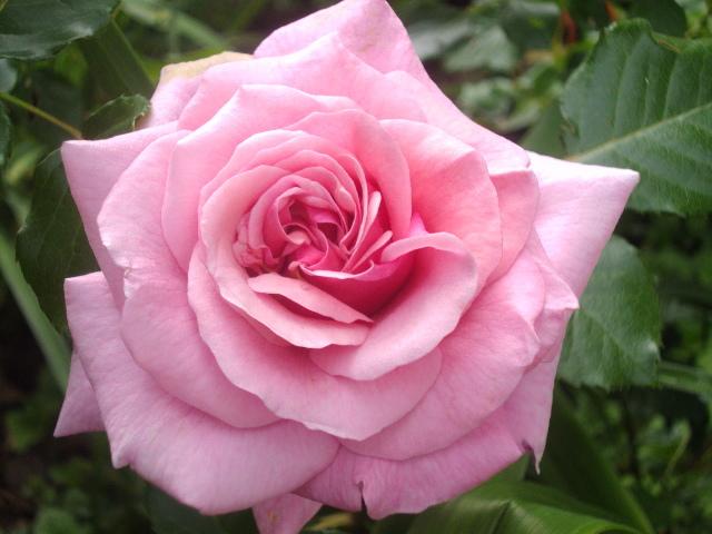 Photo of Rose (Rosa 'Aloha') uploaded by dana