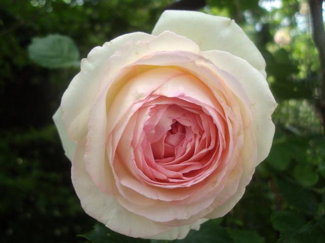 Photo of Rose (Rosa 'Pierre de Ronsard') uploaded by dana