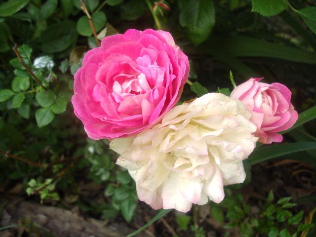 Photo of Rose (Rosa 'Acropolis') uploaded by dana