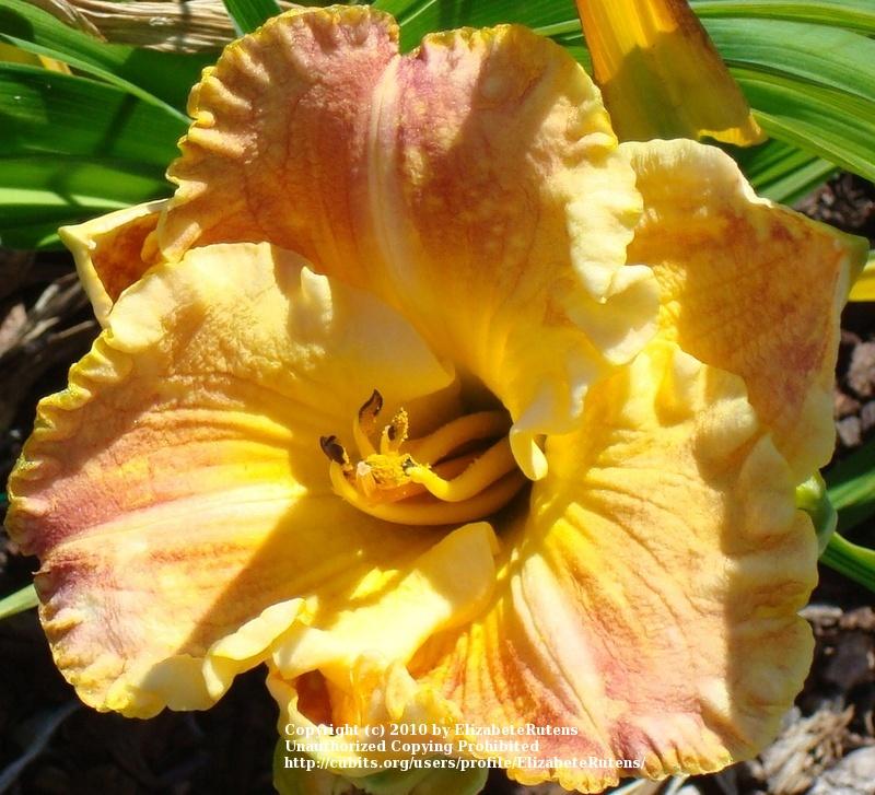 Photo of Daylily (Hemerocallis 'Frequent Comment') uploaded by ElizabeteRutens