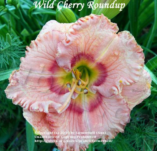 Photo of Daylily (Hemerocallis 'Wild Cherry Round Up') uploaded by farmerbell