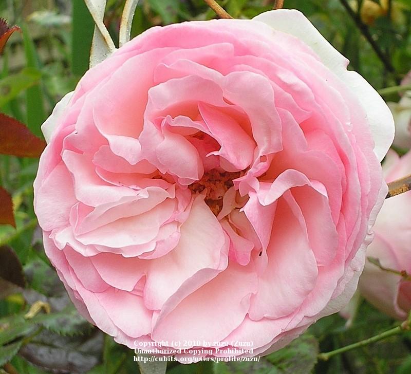 Photo of Rose (Rosa 'Pierre de Ronsard') uploaded by zuzu