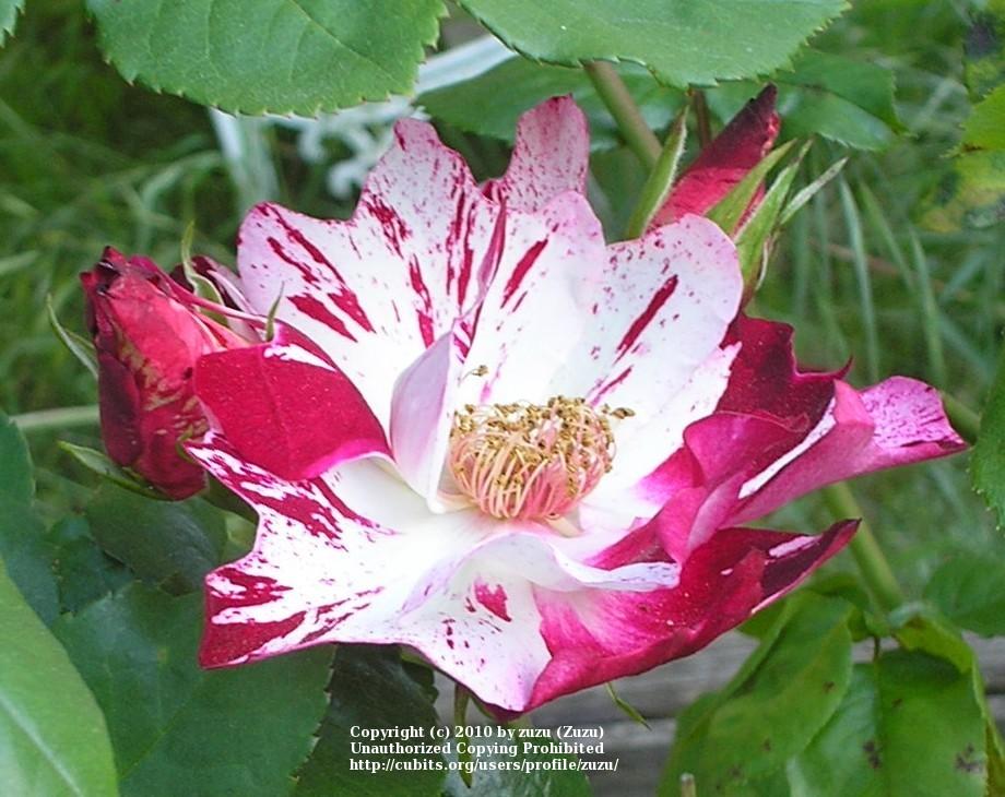 Photo of Large-Flowered Climbing Rose (Rosa 'Fourth of July') uploaded by zuzu