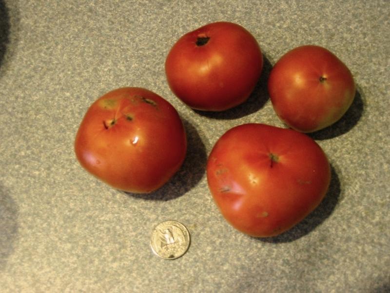 Photo of Tomato (Solanum lycopersicum 'Early Girl') uploaded by david_reaves