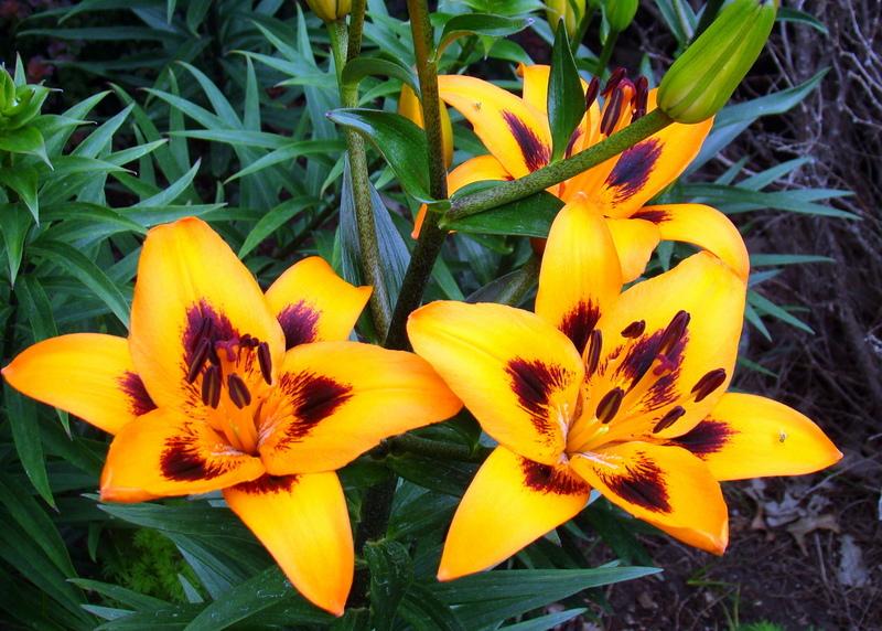 Photo of Lily (Lilium 'Loreto') uploaded by stilldew