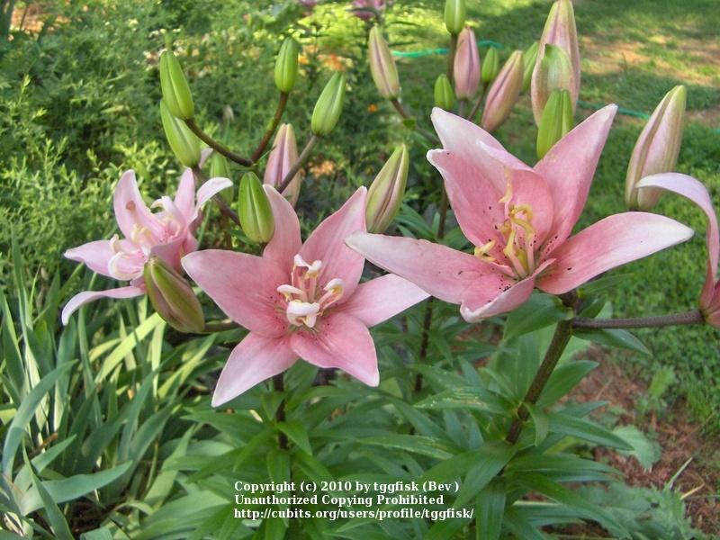 Photo of Lily (Lilium 'Elodie') uploaded by tggfisk