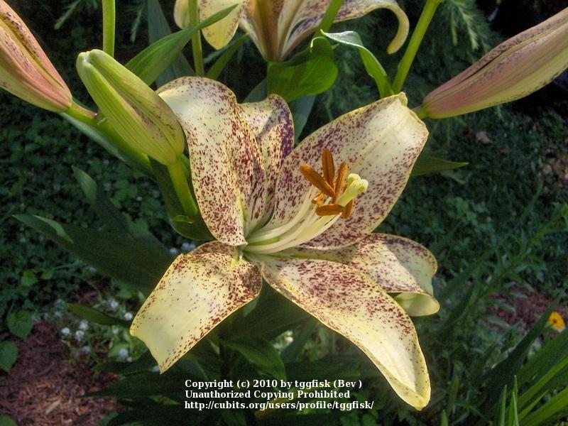 Photo of Lily (Lilium 'Suncrest') uploaded by tggfisk