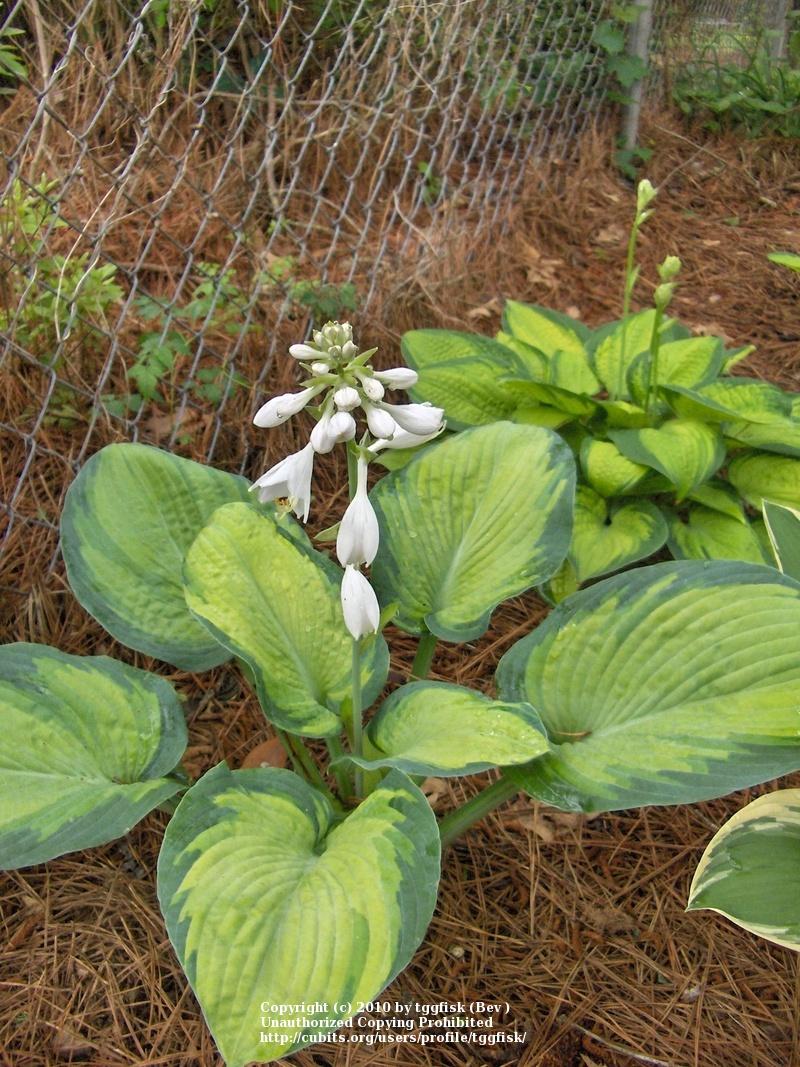 Photo of Hosta 'George Smith' uploaded by tggfisk