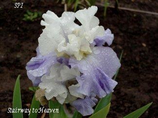 Photo of Tall Bearded Iris (Iris 'Stairway to Heaven') uploaded by irisloverdee