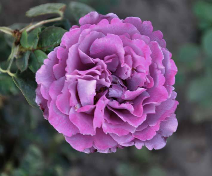 Photo of Rose (Rosa 'Angel Face, Cl.') uploaded by Steve812