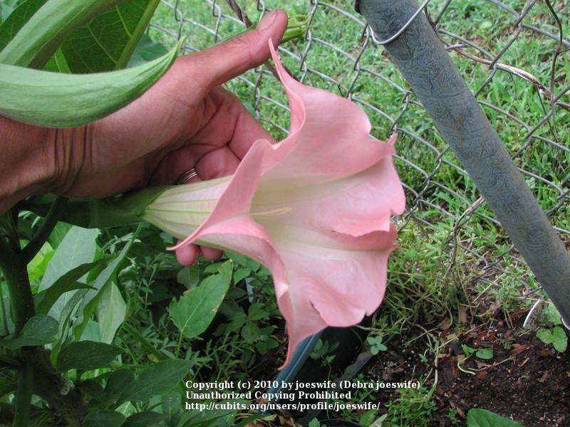 Photo of Angel's Trumpet (Brugmansia 'Frosty Pink') uploaded by joeswife