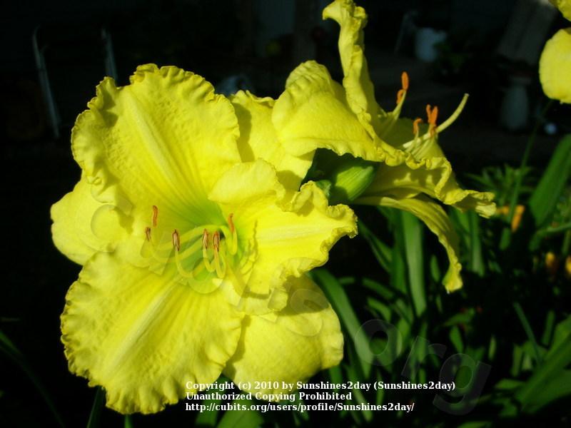Photo of Daylily (Hemerocallis 'Omomuki') uploaded by Sunshines2day