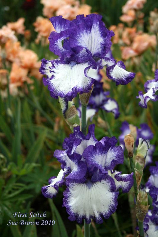 Photo of Tall Bearded Iris (Iris 'First Stitch') uploaded by Calif_Sue