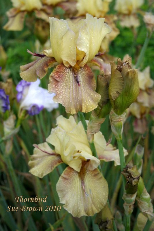 Photo of Tall Bearded Iris (Iris 'Thornbird') uploaded by Calif_Sue