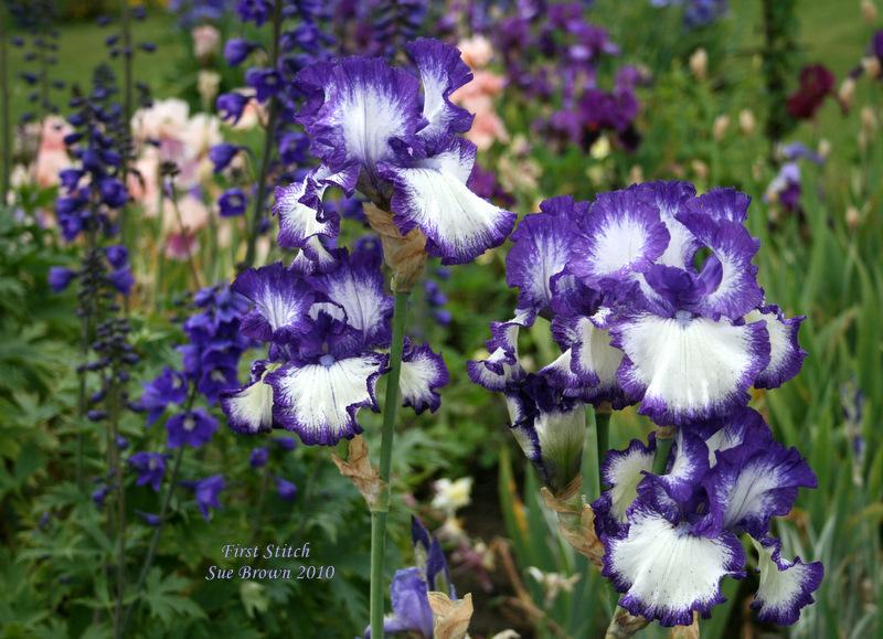 Photo of Tall Bearded Iris (Iris 'First Stitch') uploaded by Calif_Sue