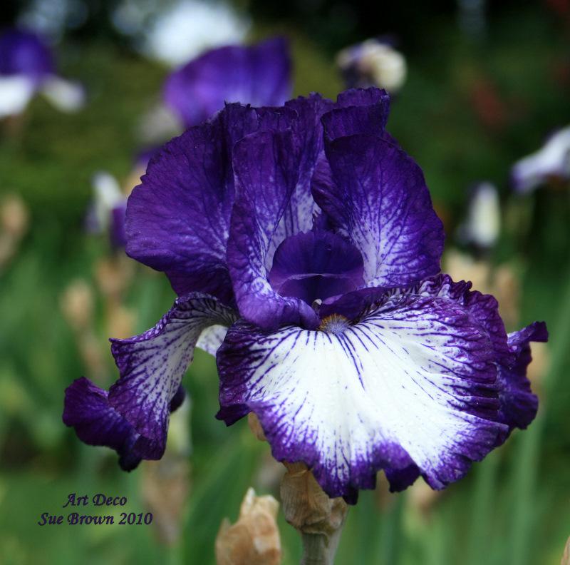 Photo of Tall Bearded Iris (Iris 'Art Deco') uploaded by Calif_Sue