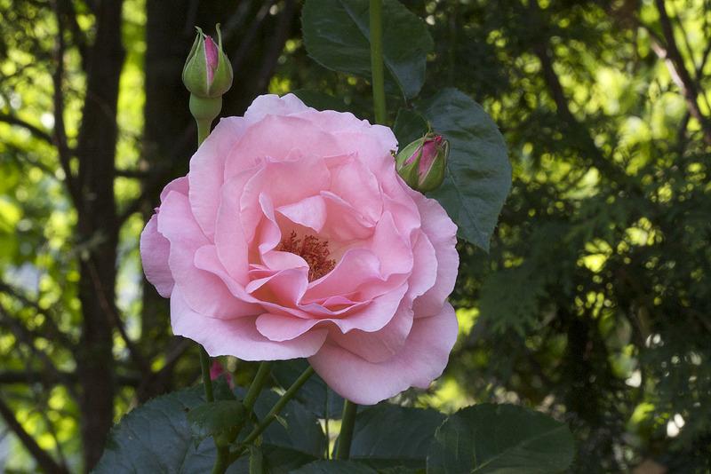 Photo of Rose (Rosa 'Queen Elizabeth') uploaded by Mike