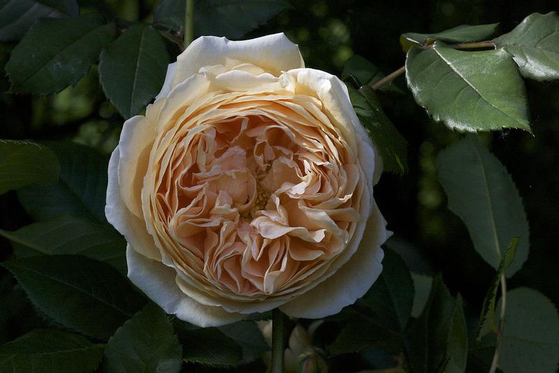 Photo of English Shrub Rose (Rosa 'Crown Princess Margareta') uploaded by Mike