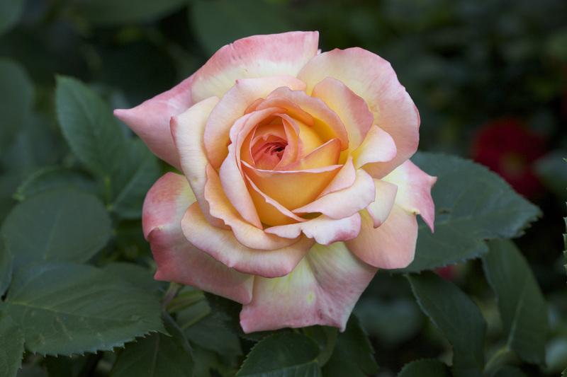 Photo of Rose (Rosa 'Glowing Peace') uploaded by Mike