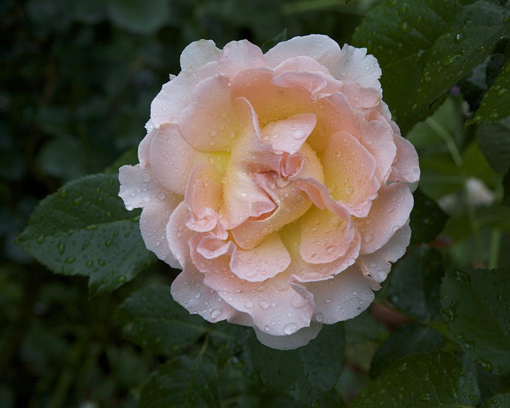 Photo of Rose (Rosa 'Royal Wedding') uploaded by Mike