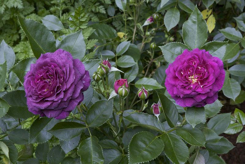Photo of Rose (Rosa 'Ebb Tide') uploaded by Mike