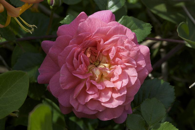 Photo of Rose (Rosa 'Christopher Marlowe') uploaded by Mike