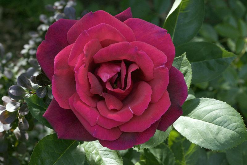 Photo of Hybrid Tea Rose (Rosa 'Mister Lincoln') uploaded by Mike
