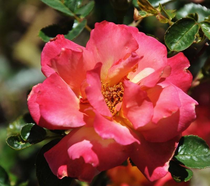 Photo of Rose (Rosa 'Rainbow Sorbet') uploaded by Steve812