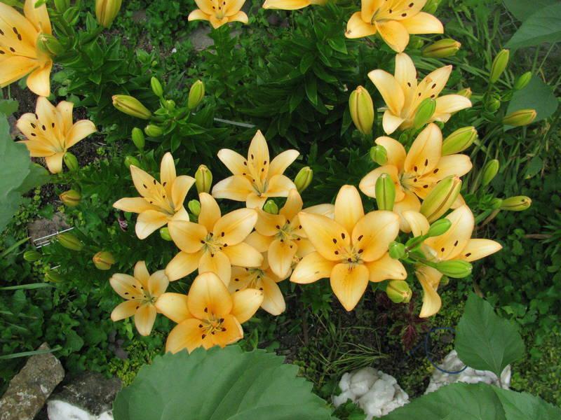 Photo of Lily (Lilium 'Menorca') uploaded by jmorth