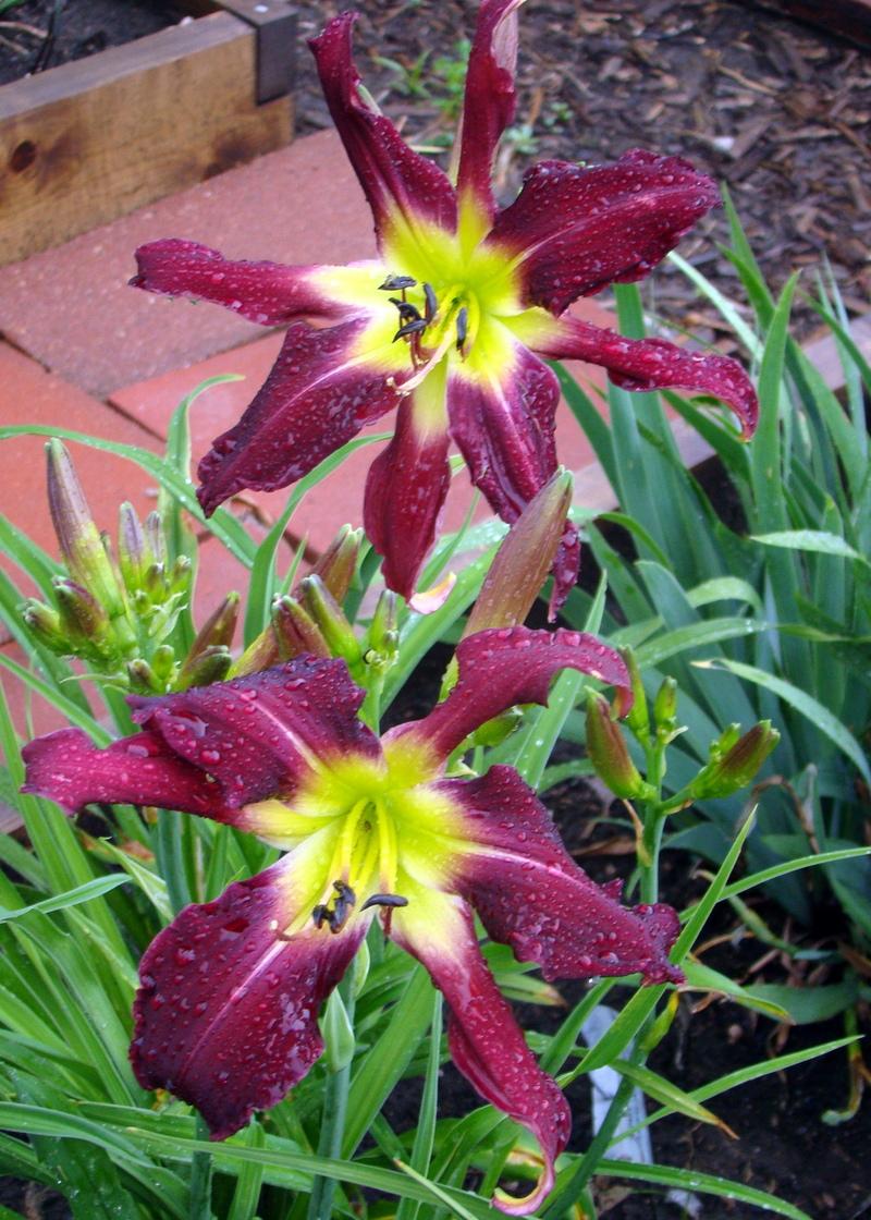 Photo of Daylily (Hemerocallis 'Arms to Heaven') uploaded by stilldew