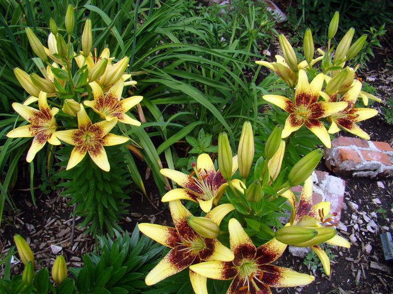 Photo of Asiatic Lily (Lilium 'Latvia') uploaded by stilldew