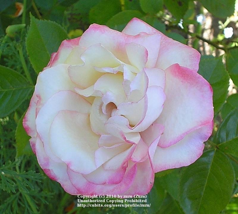 Photo of Rose (Rosa 'Minuette') uploaded by zuzu