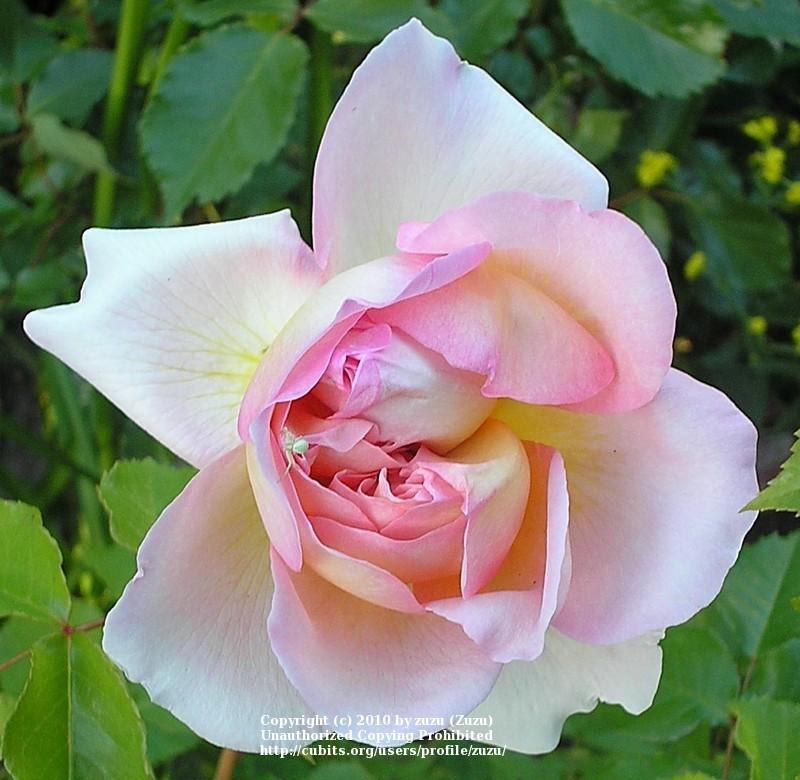 Photo of Rose (Rosa 'Oshun') uploaded by zuzu