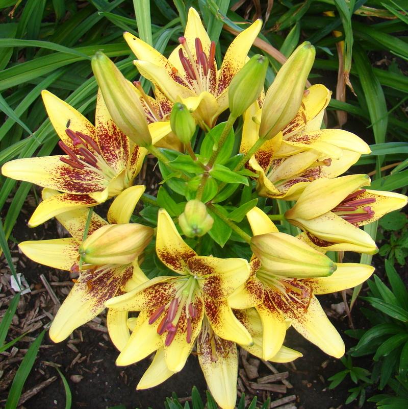 Photo of Asiatic Lily (Lilium 'Latvia') uploaded by stilldew