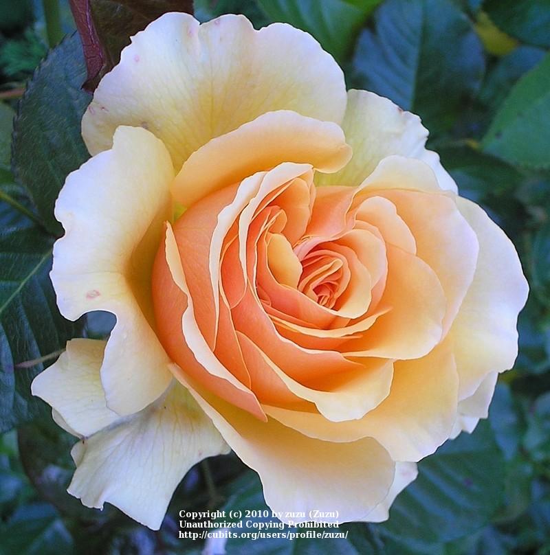 Photo of Floribunda Rose (Rosa 'Amber Queen') uploaded by zuzu