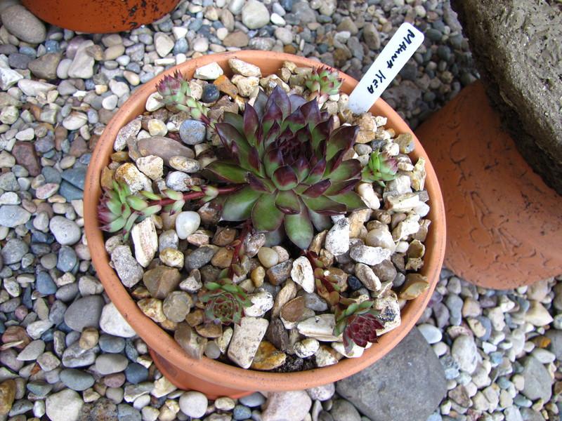 Photo of Hen and Chicks (Sempervivum 'Mauna Kea') uploaded by colormyworld